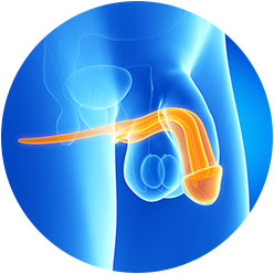 Urologista - Especialidade Penis